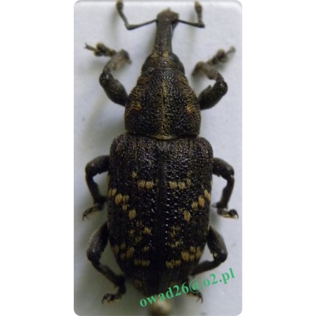 Hylobius abietis (Linnaeus, 1758) Szeliniak sosnowiec